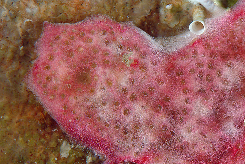 Didemnidae